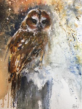 Tawny Owl in snow